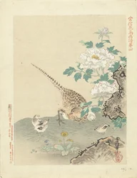 Quail with Chicks