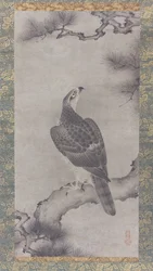 Hawk on a Pine