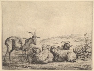 Two Goats and Three Sheep