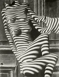 Zebra Ladies