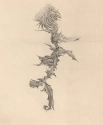 Thistle