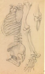 Spine with Rib Cage and Pelvis, Profile to the Left; Also Bones of a Left Leg from Hip to Toe and Detail of a Knee. (1662?)