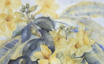 Alamanda or Yellow Bells