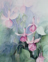 Fuschia, Pink Coachman