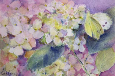 Pale Clouded Yellow Butterfly, Colias Hyale on Hydrangea