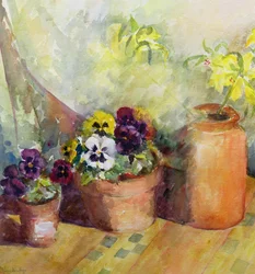 Pansies and Terracotta Pots
