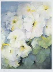 Petunia Snowball