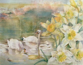 Swans at Hurst