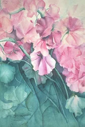 Sweet Peas, Pink Pride
