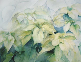 White Poinsettia (Horizontal)