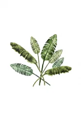 Vibrant Tropical Leaves
