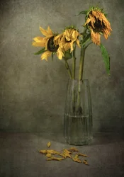 Melancholy Sunflower Blooms