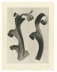Plant Studies (Urformen der Kunst: photographic plant images series)