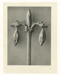 Plant Studies (Urformen der Kunst: photographic plant images series)