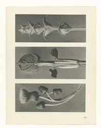 Plant Study