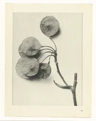 Plant Study