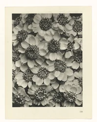 Plant Study