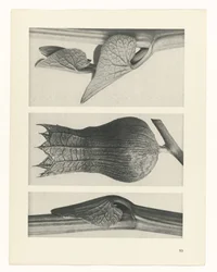 Plant Study