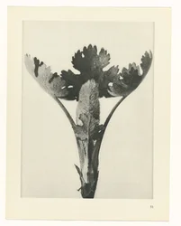 Plant Study