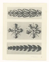 Plant Study