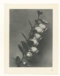 Plant Study