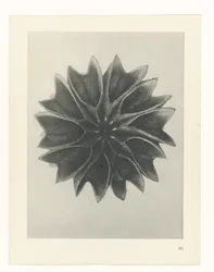 Plant Study (Urformen der Kunst series)