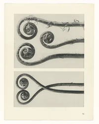Plant Study (Urformen der Kunst series)
