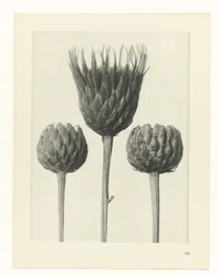 Plant Study (Urformen der Kunst series)