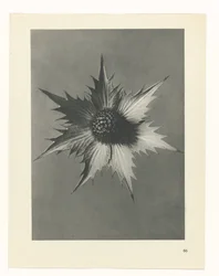 Plant Study (Urformen der Kunst series)