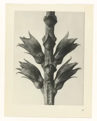 Plant Study (Urformen der Kunst series)