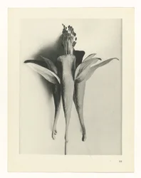 Plant Study (Urformen der Kunst series)