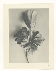 Plant Study (Urformen der Kunst series)