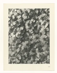 Plant Study (Urformen der Kunst series)
