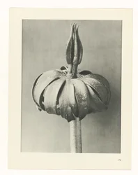 Plant Study (Urformen der Kunst series)