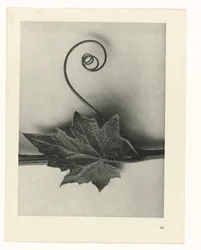Plant Study (Urformen der Kunst series)