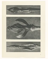 Plant Study (Urformen der Kunst series)