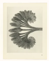 Plant Study (Urformen der Kunst series)
