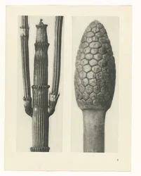 Plant Study (Urformen der Kunst series)