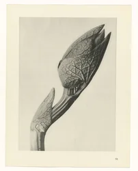 Plant Study (Urformen der Kunst series)