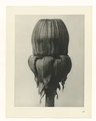 Plant Study (Urformen der Kunst series)