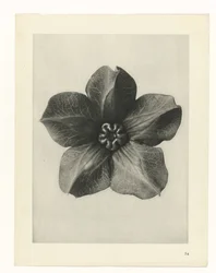 Plant Study (Urformen der Kunst series)