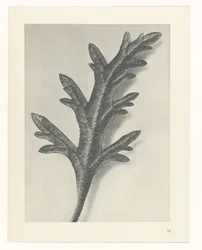 Plant Study (Urformen der Kunst series)