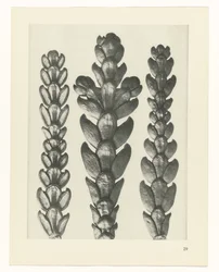 Plant Study (series title: Urformen der Kunst)