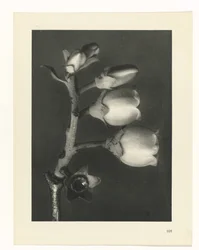 Plant Study (series title: Urformen der Kunst)