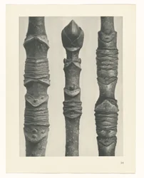 Plant Study (series title: Urformen der Kunst)