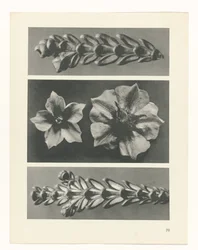 Plant Study (series title: Urformen der Kunst)