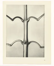 Plant Study (series title: Urformen der Kunst)