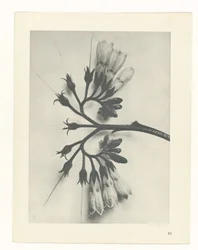 Plant Study (series title: Urformen der Kunst)
