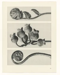 Plant Study (series title: Urformen der Kunst)