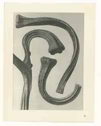 Plant Study (series title: Urformen der Kunst)